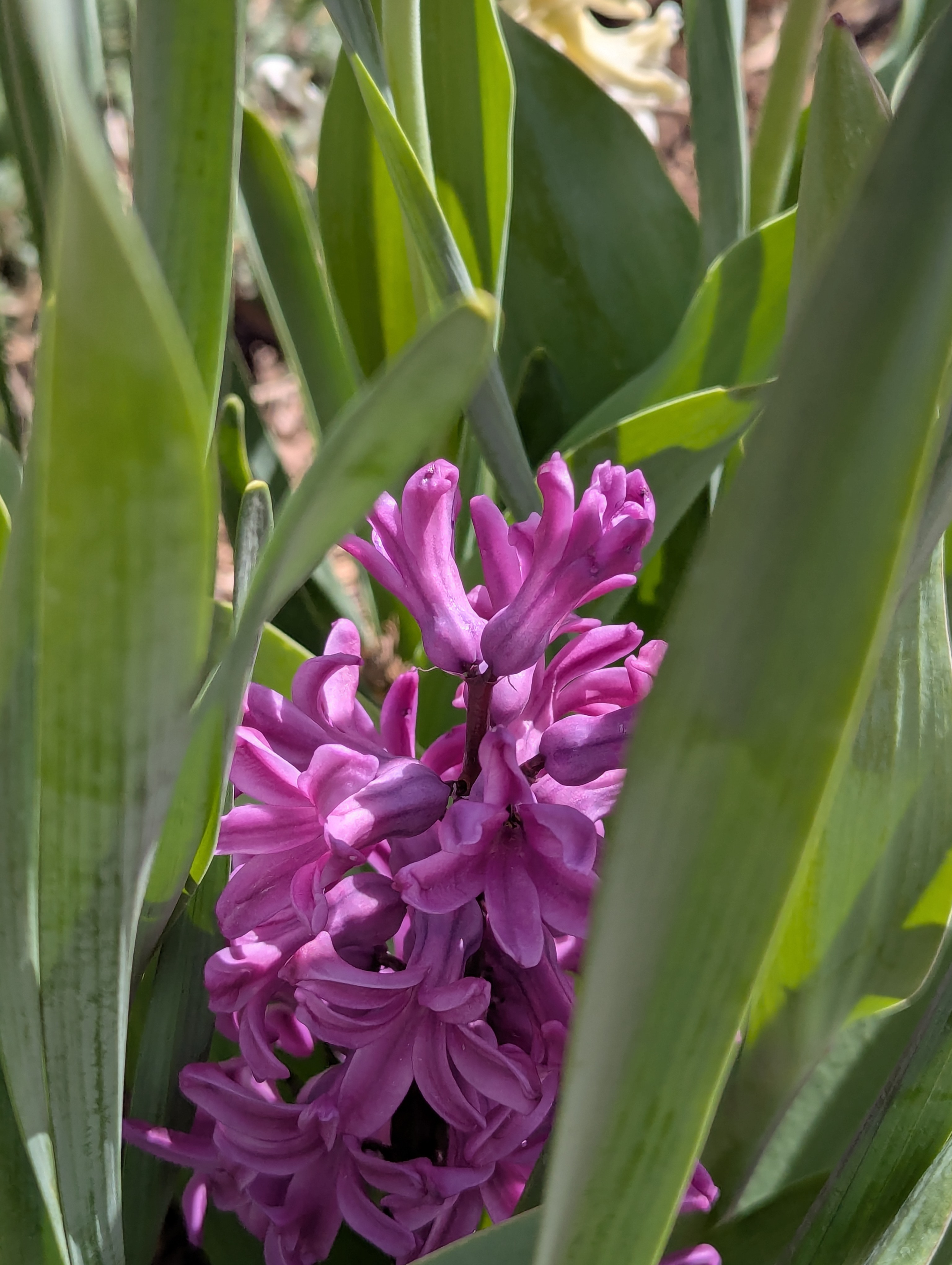 Garden, Flowers, Morrison, Colorado